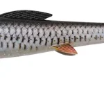 Abu Garcia SZ McPike 21cm 2pcs Real Roach Hoge Kwaliteit