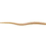 Berkley G2SQIF4-NAT 4ISOME FUTOMI-JARIME Shop Nu