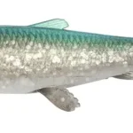 Dagaanbieding Savage Gear 3D HERRING SHAD 15CM 23g GRN SLV 2PCS - Fishingl