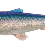 Dagaanbieding Savage Gear 3D HERRING SHAD 21.5CM 65g HERRING 1PCS - Fishin
