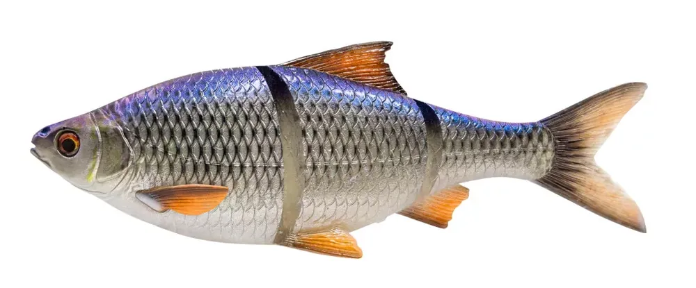 Weekendaanbieding Savage Gear 3D LT ROACH 32CM 445G S BLUE ROACH - Fishingland