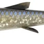 Seizoensaanbieding Savage Gear 3D WHITEFISH SHAD 12CM 14G WHITEFSH 3PCS - Fishi