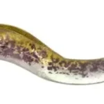 Savage Gear Real Eel 30cm/56g Green Lamprey Veilige Betaling