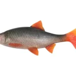 Ultra Natural Roach - 18cm Goedkoop