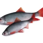 Ultra Natural Perch Fillet 6cm 4pcs Populair