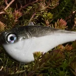 GLAVINJARA 120g szilikon ólomhal - 110mm BW Populair