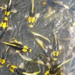 Goedkoop japán kabuto koi 16-20cm