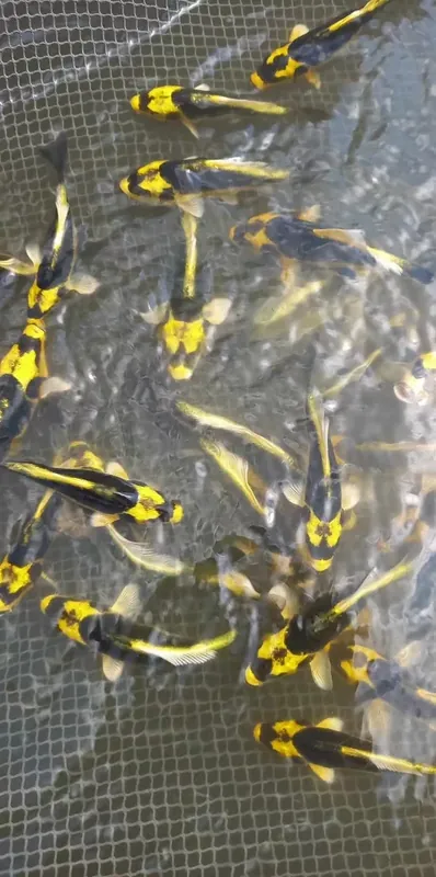 Goedkoop japán kabuto koi 16-20cm