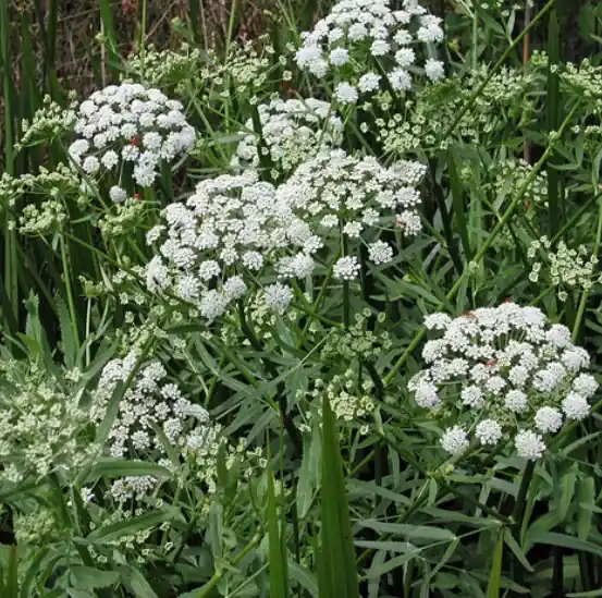 Sium latifolium Széleslevelű Békakorsó 50 Seizoensaanbieding