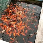 aranyhal 20 25 cm carassius auratus Laatste Kans