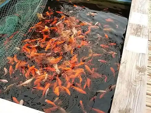 aranyhal 20 25 cm carassius auratus Laatste Kans