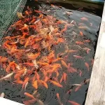 Snelle Levering aranyhal 25 30 cm carassius auratus