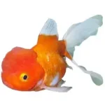 Alleen Vandaag aranyhal oranda 12 15 cm