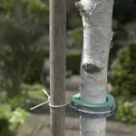 Uitverkoop lágy fatörzsrögzítő 30 cm 2x nature