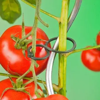 Alleen Vandaag paradicsom palánta rögzítő csipesz d65mm 25 db szett nature