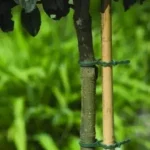 Aanbieding rögzítő 30 dbx23 cm zöld nature