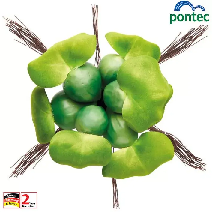 pontec pondohyacinth Bestel Nu