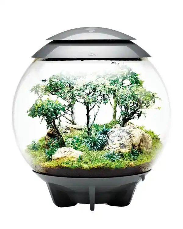 Bestseller biorb air 60 bonsai