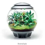 biorb air 60 bromeliad Merkproduct