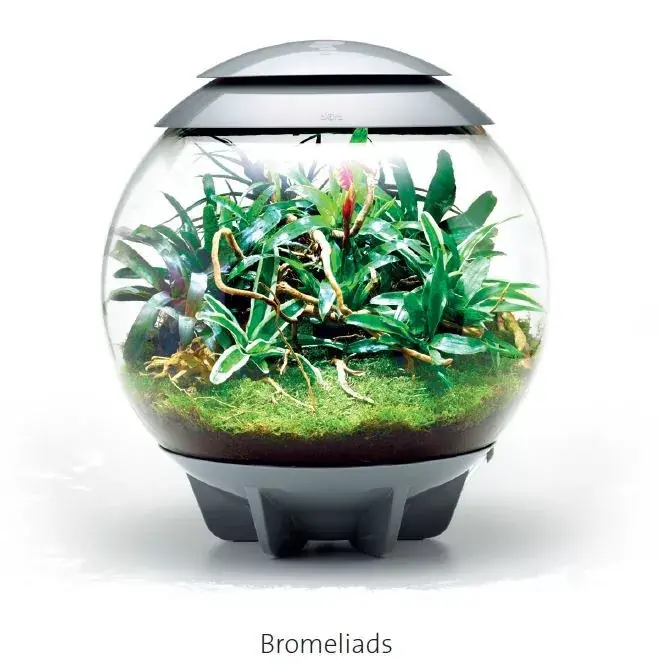biorb air 60 bromeliad Merkproduct