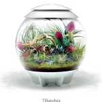 Favoriet biorb air 60 tillandsia
