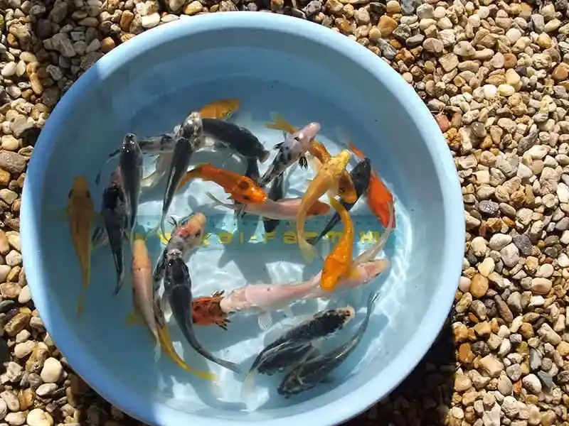 koi ponty 20 25 cm 1db Tijdelijk Beschikbaar