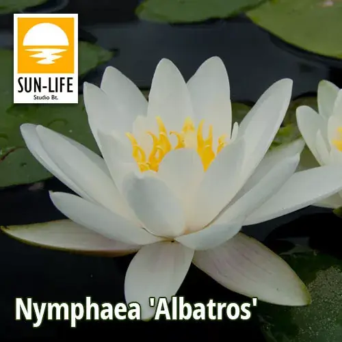 Favoriet nymphaea albatros