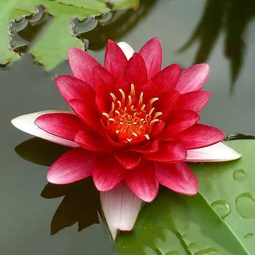 Op = Op nymphaea attraction 203 piros