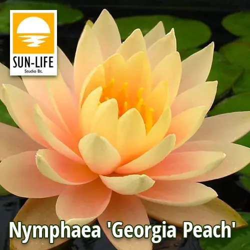 Voordeelprijs nymphaea georgia peach
