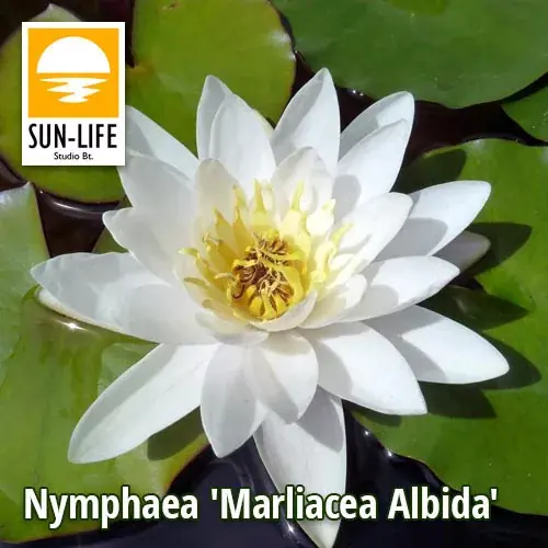 Snelle Levering nymphaea marliacea albida fehér tavirózsa 214