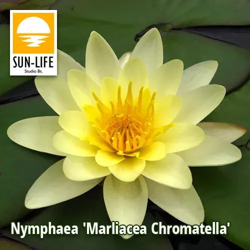 nymphaea marliacea chromatella sárga tavirózsa 215 Shop Nu