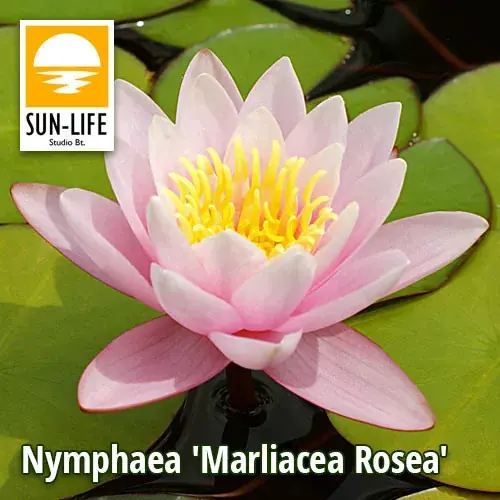 nymphaea marliacea rosea rózsaszín tavirózsa 216 Op = Op