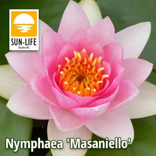 Weekendaanbieding nymphaea masaniello