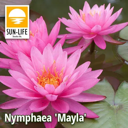 nymphaea mayla Betaalbaar