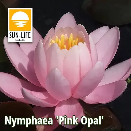 nymphaea pink opal pop Nu Kopen