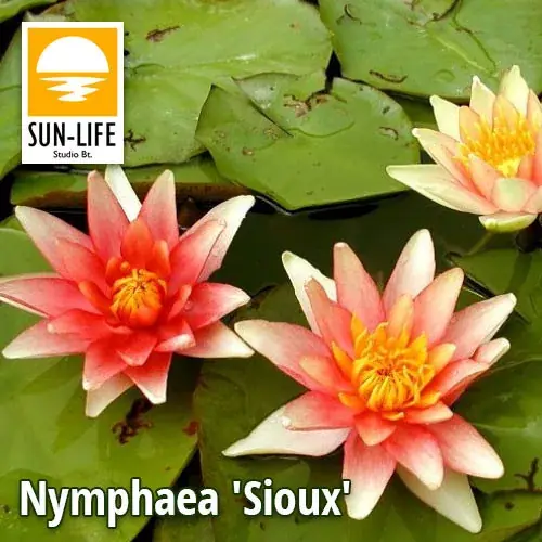Finale Uitverkoop nymphaea sioux sio