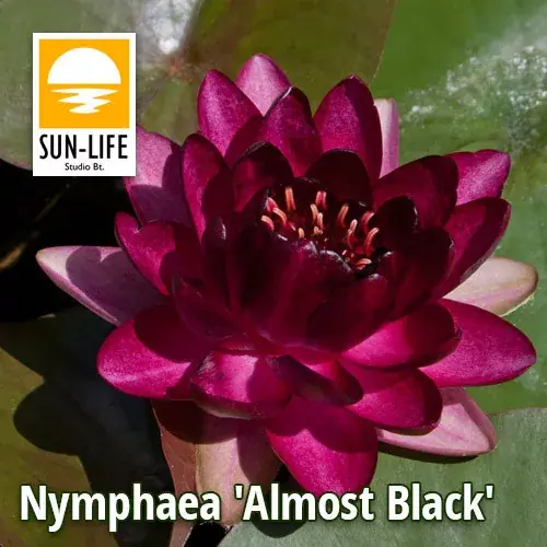 nymphaea almost black abl Laatste Versie