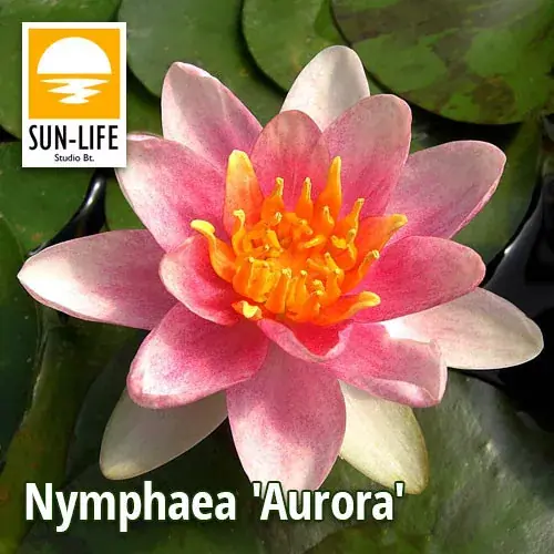 nymphaea aurora Meest Verkocht