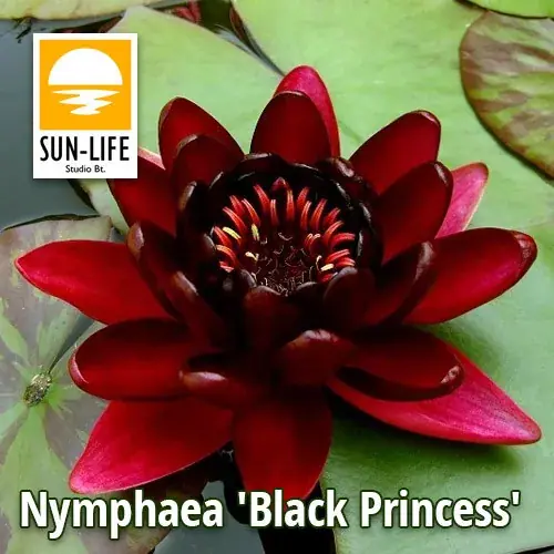 nymphaea black princess bla Veilige Betaling