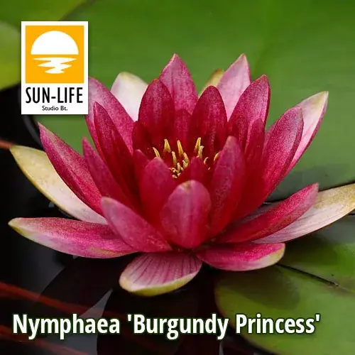 nymphaea burgundy princess bpr Hoge Kwaliteit