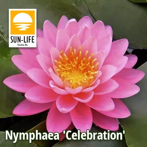 Actieprijs nymphaea celebration cel