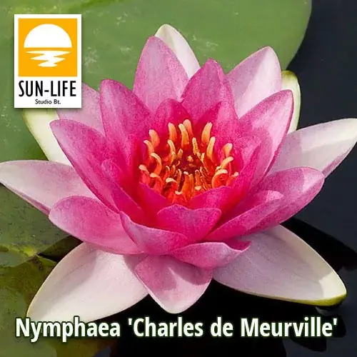 Speciale Aanbieding nymphaea charles de meurville cha