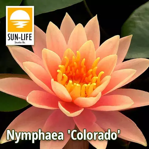 nymphaea colorado Betrouwbaar