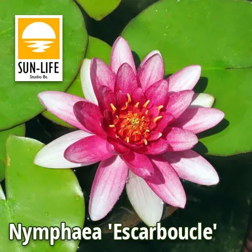 nymphaea escarboucle esc Bestseller