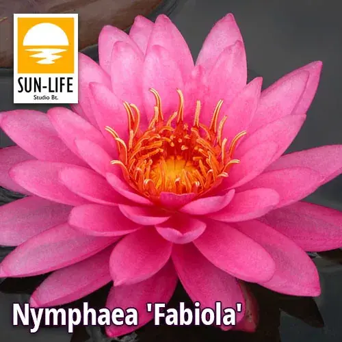 Bestel Nu nymphaea fabiola fab