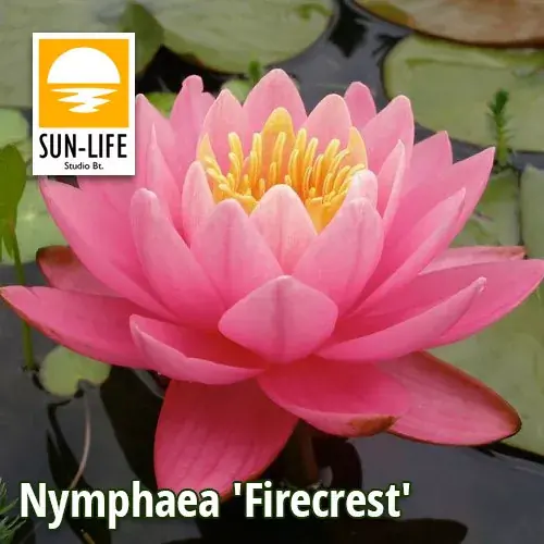nymphaea firecrest fir Superprijs