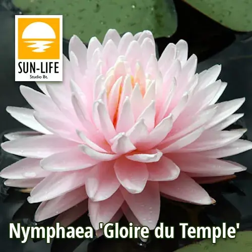 Direct Verzonden nymphaea gloire du temple sur lot glo