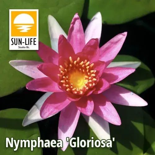 nymphaea gloriosa gri Rechtstreeks Van De Fabrikant