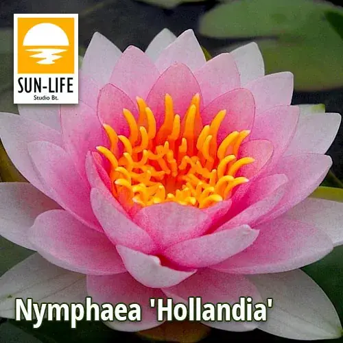 nymphaea hollandia hol Tijdelijk Beschikbaar