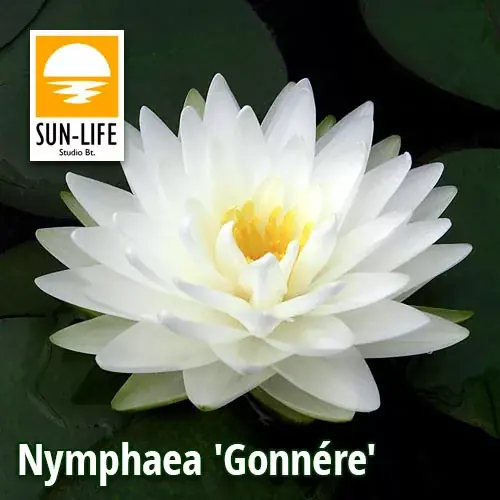 nymphaea hybrida c v gonnere hyg Koop Vandaag